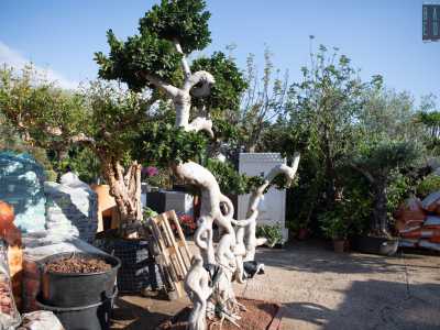 ...un ficus bonsai dal tronco artisticamente aggrovigliato...